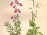 [rycina, 1873] Menziesia Polifolia [dabecja kantabryjska], Parnassia Palustris [Dziewięciornik błotny]