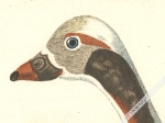 [rycina 1771-78] The Swallowtaild Shieldrake. Anas caudacuta, f. hiemalis. Die Winterente [Rożeniec zwyczajny, samiec]