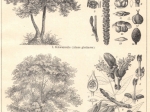 [ryciny, 1902] Laubholzer: I-VI [drzewa liściaste]
