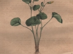 [rycina, 1821] Viola biflora. Gelbes Veilchen [fiołek dwukwiatowy]