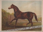[rycina, ok. 1890] Thoroughbred Sire "Blair Athol" winner of the derby & St. Leger 1864 [koń pełnej krwi angielskiej]