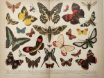 [ryciny, 1898] Schmetterlinge I i II [motyle]