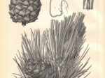 [rycina, ok. 1895] Arve oder Zirbelkiefer (Pinus Cembra L.) I-II [sosna]