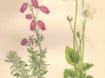 [rycina, 1873] Menziesia Polifolia [dabecja kantabryjska], Parnassia Palustris [Dziewięciornik błotny]