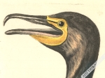 [rycina 1771-78] The Corvorant. Corvus aquaticus. Der Seerabe [Kormoran]
