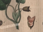 [rycina, 1821] Asarum europaeum. Haselwurzel [kopytnik pospolity]