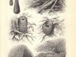 [ryciny, 1897] Nester I-II. [gniazda ptaków]
