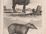 Histoire naturelle de Buffon: Histoire des Quadrupedes, tome III