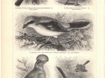 [ryciny, 1897] Sperlingsvogel I, II, III ,IV [ptaki wróblowe]