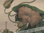 [rycina, 1821] Calystegia sepium. Zaunwinde [Kielisznik zaroślowy]