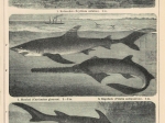 [ryciny, 1902] Fische I-VIIII. [ryby]