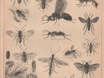 [rycina, 1898] Insekten I.-IV. [Owady]