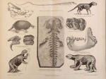 [ryciny, 1878] Tertiarormation I-II. [zwierzęta czwartorzędu]