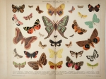 [ryciny, 1898] Schmetterlinge I i II [motyle]