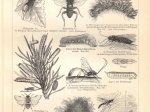 [rycina, ok. 1897] Hautflugler I-II. [błonkoskrzydłe]