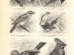 [ryciny, 1897] Sperlingsvogel I, II, III ,IV [ptaki wróblowe]