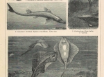 [ryciny, 1902] Fische I-VIIII. [ryby]