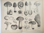 [ryciny, 1878] Pilze I-II.  [grzyby]