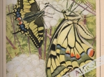Les Papillons dans la nature