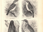 [ryciny, 1897] Sperlingsvogel I, II, III ,IV [ptaki wróblowe]