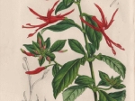 [rycina, ok. 1854] Semeiandra Grandiflora
