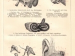 [rycina, 1902] Das Gehororgan des Menschen. I. Das Gehororgan des Menschen. II.