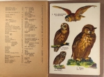 Mały atlas ptaków krajowych zeszyt I