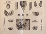 [ryciny, 1878] Steinkohlenformation I-II. [skamieniałości z epoki karbonu]