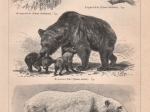 [rycina, 1893] Bären I.-II. [niedźwiedzie]