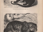 [rycina, 1896] Pantherkatzen I.-II. [dzikie koty]