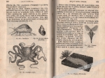 Wykład początkowy Historyi Naturalnej dla użytku szkolnego, t. III, który stanowi Zoologia