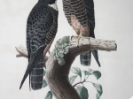 [rycina, 1868] Falco Aurantius [Falco araeus - Sokół pustułka]