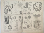 [ryciny, 1878] Pilze I-II.  [grzyby]