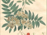 [rycina, 1821] Sorbus aucuparia. Die Eberesche [jarzębina]
