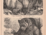 [ryciny, 1893] Bären I.-II. [niedźwiedzie]