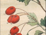 [rycina, 1821] Crataegus oxyacantha. Gemeiner Weissdorn [głóg dwuszyjkowy]