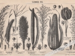[3 ryciny, ok. 1895] Getreide I.-III. [Zboża]