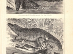 [rycina, 1896] Krokodile I-II  [krokodyle]