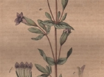 [rycina, 1821] Gentiana campestris. Feldenzian  [goryczuszka]