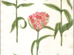 [rycina, 1737-45] a. Caryophyllus barbatus hortensis flore pallido. b. Caryophyllus barbatus hortensis flore rubro. c. Caryophyllus barbatus hortensis flore rubro oris albis. [Goździk brodaty, Dianthus barbatus L.]