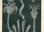 [ryciny, 1897] Meereslarven I-II [drobna fauna morska]