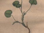 [rycina, 1821] Viola palustris. Sumpfveilchen. [Fiołek błotny]