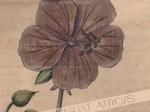 [rycina, 1821] Geranium pratense. Wiesen Storchschnabel [Bodziszek łąkowy]