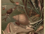 [rycina, 1895] Weichtiere I, II, III [mięczaki]
