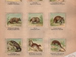 Podręczny atlas zoologiczny. Wierny obraz państwa zwierzęcego w jego głównych okazach. Część pierwsza: Zwierzęta ssące. Mammalia