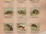 Podręczny atlas zoologiczny. Wierny obraz państwa zwierzęcego w jego głównych okazach. Część pierwsza: Zwierzęta ssące. Mammalia