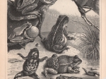 [rycina, ok. 1895] Frosche I. Frosche II. [żaby]