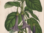 [rycina, ok. 1856] Iochroma Warscewiczii [Datura - Szafirowe Trąby Anielskie]