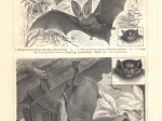 [rycina, 1909] Fledermause I.-II. [nietoperze]