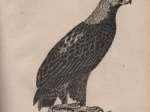 Die Naturgeschichte in getreuen Abbildungen und mit ausfugrlischer Beschreibung derselben. Vogel